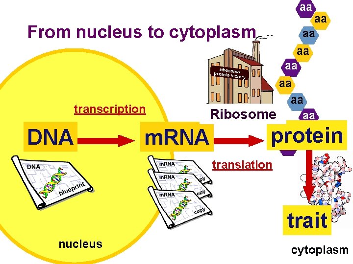 Protein Synthesis Making Proteins 2009 2010 Cell organization