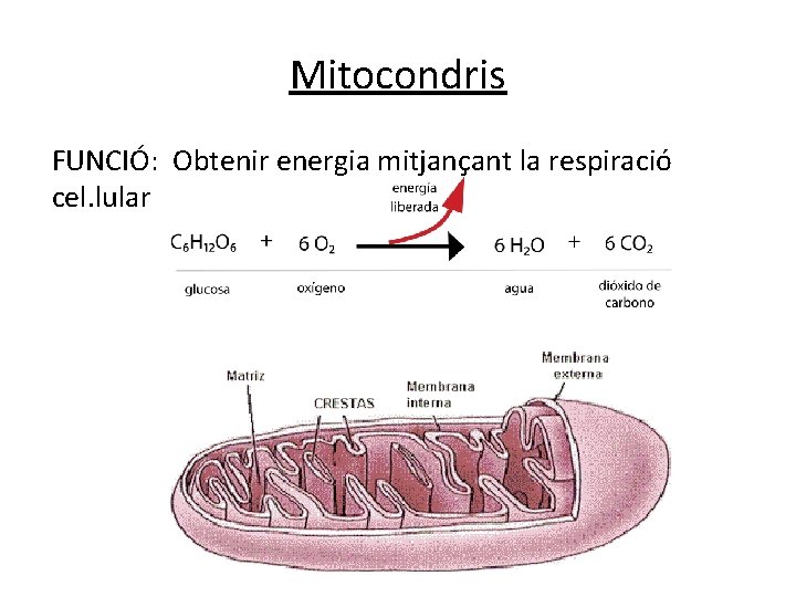 Mitocondris FUNCIÓ: Obtenir energia mitjançant la respiració cel. lular Mitocondris FUNCIÓ: Obtenir energia mitjançant la respiració cel. lular