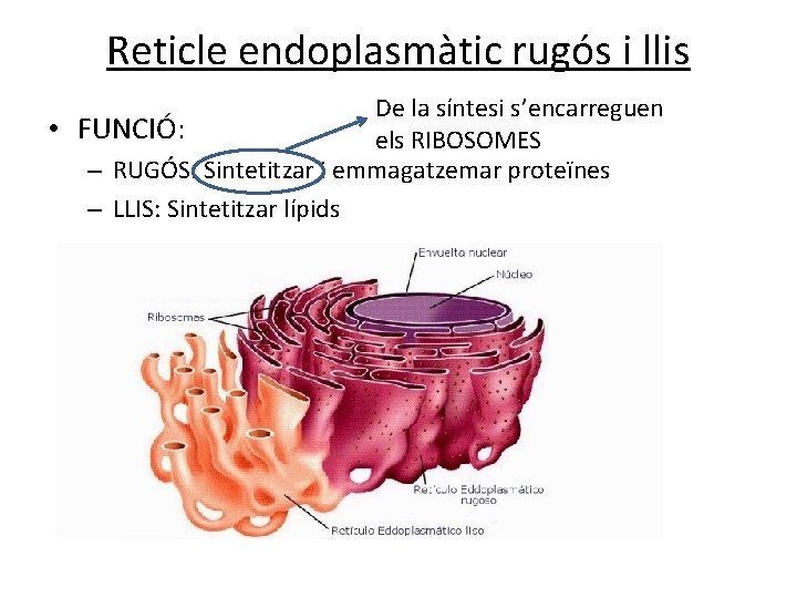 Reticle endoplasmàtic rugós i llis De la síntesi s’encarreguen • FUNCIÓ: els RIBOSOMES – Reticle endoplasmàtic rugós i llis De la síntesi s’encarreguen • FUNCIÓ: els RIBOSOMES –