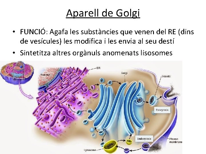 Aparell de Golgi • FUNCIÓ: Agafa les substàncies que venen del RE (dins de Aparell de Golgi • FUNCIÓ: Agafa les substàncies que venen del RE (dins de