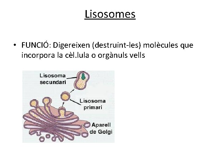 Lisosomes • FUNCIÓ: Digereixen (destruint-les) molècules que incorpora la cèl. lula o orgànuls vells Lisosomes • FUNCIÓ: Digereixen (destruint-les) molècules que incorpora la cèl. lula o orgànuls vells