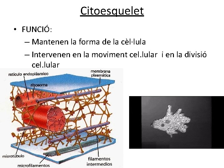 Citoesquelet • FUNCIÓ: – Mantenen la forma de la cèl·lula – Intervenen en la Citoesquelet • FUNCIÓ: – Mantenen la forma de la cèl·lula – Intervenen en la