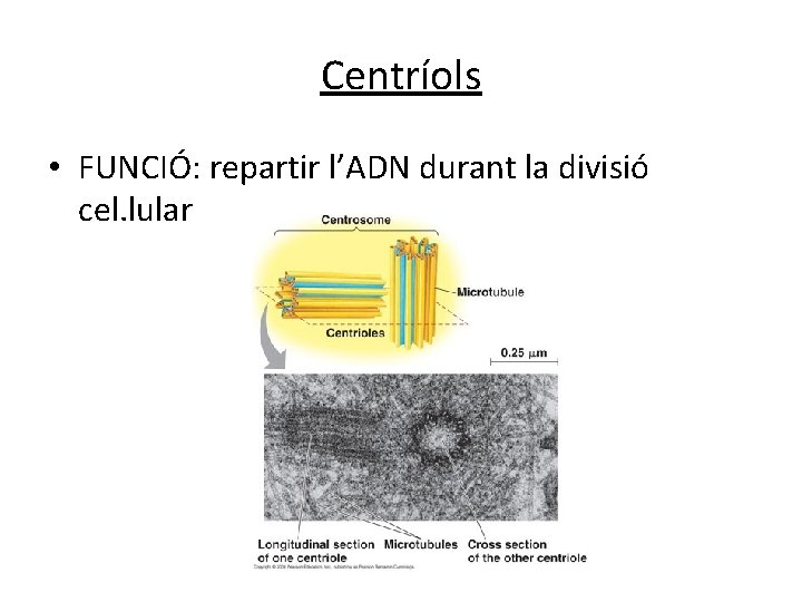 Centríols • FUNCIÓ: repartir l’ADN durant la divisió cel. lular Centríols • FUNCIÓ: repartir l’ADN durant la divisió cel. lular