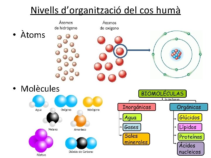 Nivells d’organització del cos humà • Àtoms • Molècules Nivells d’organització del cos humà • Àtoms • Molècules