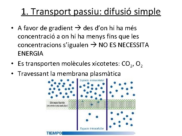 1. Transport passiu: difusió simple • A favor de gradient des d’on hi ha 1. Transport passiu: difusió simple • A favor de gradient des d’on hi ha