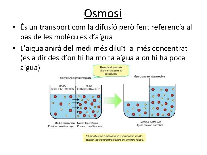 Osmosi • És un transport com la difusió però fent referència al pas de Osmosi • És un transport com la difusió però fent referència al pas de