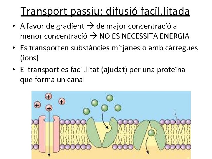 Transport passiu: difusió facil. litada • A favor de gradient de major concentració a Transport passiu: difusió facil. litada • A favor de gradient de major concentració a