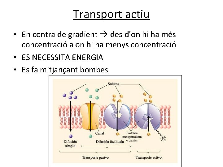 Transport actiu • En contra de gradient des d’on hi ha més concentració a Transport actiu • En contra de gradient des d’on hi ha més concentració a