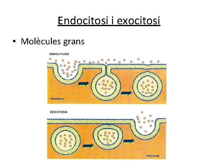 Endocitosi i exocitosi • Molècules grans Endocitosi i exocitosi • Molècules grans