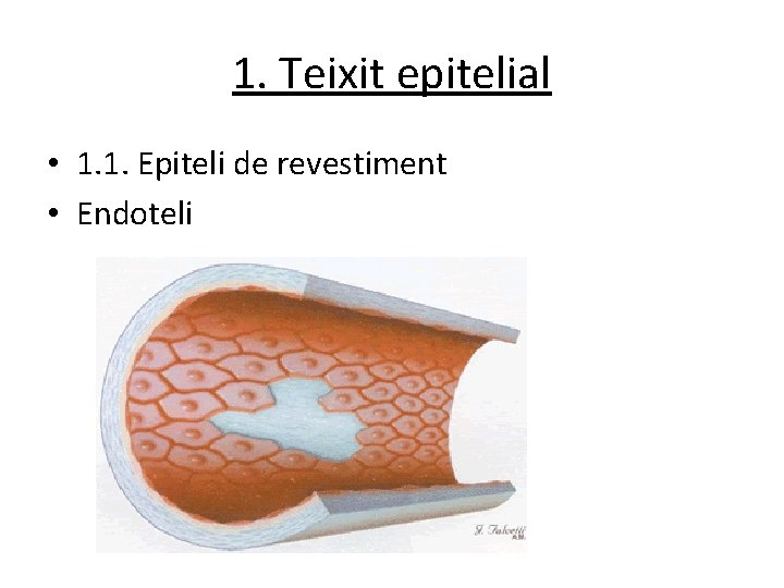 1. Teixit epitelial • 1. 1. Epiteli de revestiment • Endoteli 1. Teixit epitelial • 1. 1. Epiteli de revestiment • Endoteli