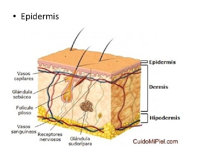 • Epidermis • Epidermis