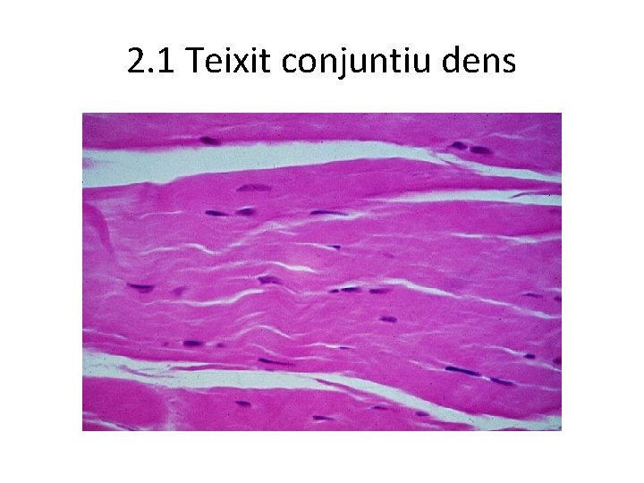 2. 1 Teixit conjuntiu dens 2. 1 Teixit conjuntiu dens