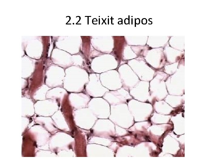 2. 2 Teixit adipos 2. 2 Teixit adipos