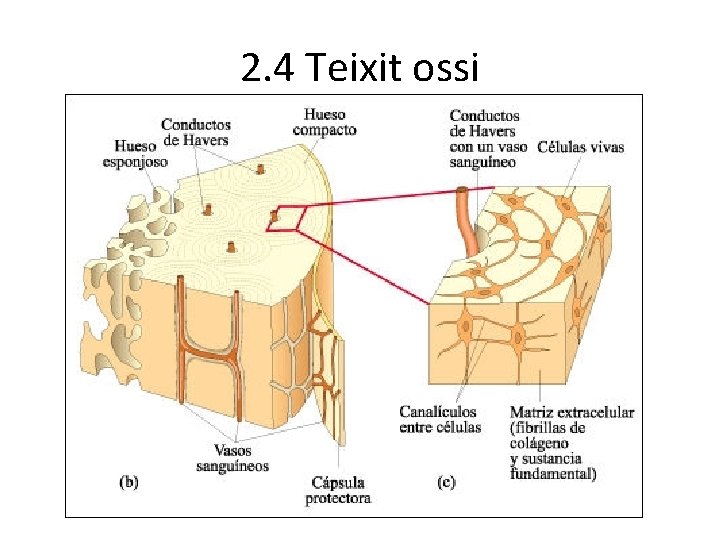 2. 4 Teixit ossi 2. 4 Teixit ossi