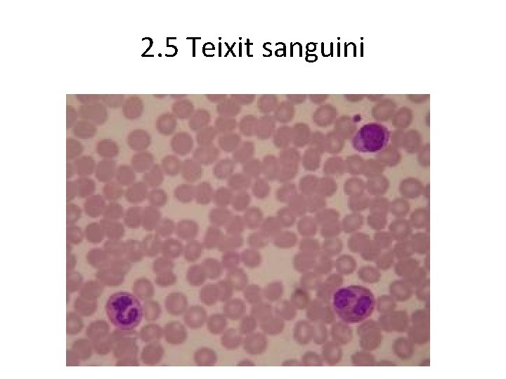 2. 5 Teixit sanguini 2. 5 Teixit sanguini