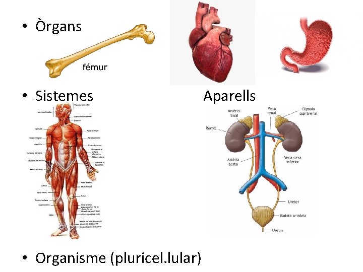 • Òrgans • Sistemes • Organisme (pluricel. lular) Aparells • Òrgans • Sistemes • Organisme (pluricel. lular) Aparells