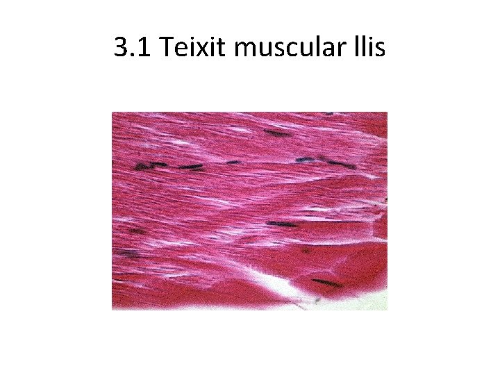 3. 1 Teixit muscular llis 3. 1 Teixit muscular llis