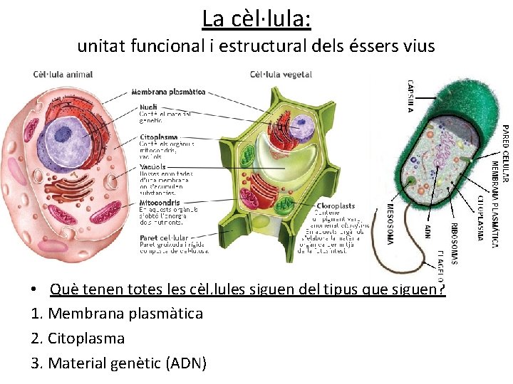 La cèl·lula: unitat funcional i estructural dels éssers vius • Què tenen totes les La cèl·lula: unitat funcional i estructural dels éssers vius • Què tenen totes les