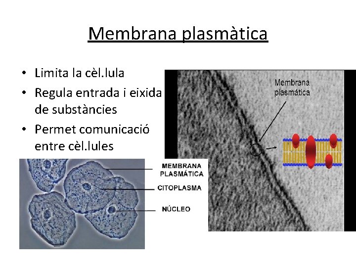 Membrana plasmàtica • Limita la cèl. lula • Regula entrada i eixida de substàncies Membrana plasmàtica • Limita la cèl. lula • Regula entrada i eixida de substàncies