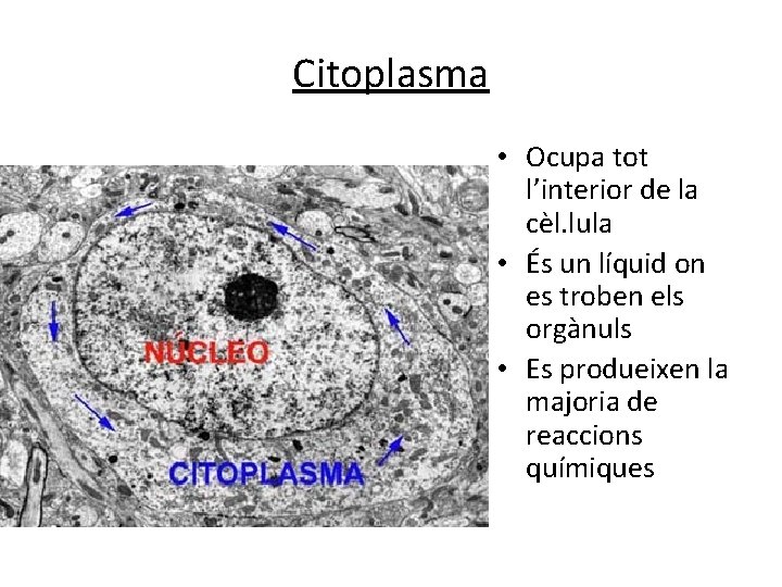 Citoplasma • Ocupa tot l’interior de la cèl. lula • És un líquid on Citoplasma • Ocupa tot l’interior de la cèl. lula • És un líquid on