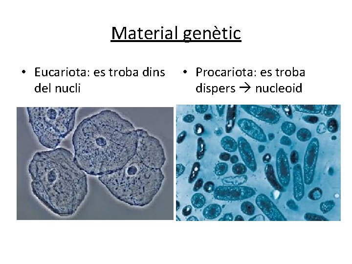 Material genètic • Eucariota: es troba dins del nucli • Procariota: es troba dispers Material genètic • Eucariota: es troba dins del nucli • Procariota: es troba dispers