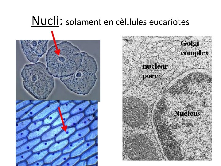 Nucli: solament en cèl. lules eucariotes Nucli: solament en cèl. lules eucariotes