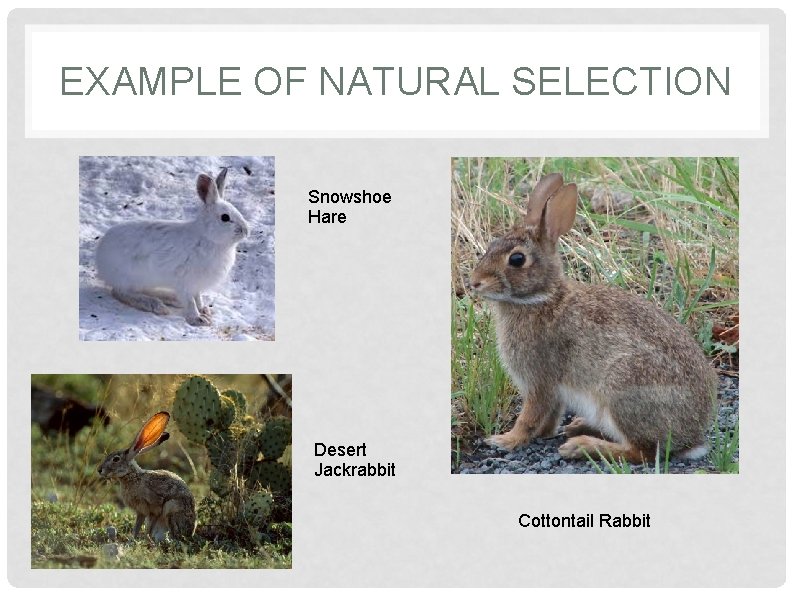 EXAMPLE OF NATURAL SELECTION Snowshoe Hare Desert Jackrabbit Cottontail Rabbit 