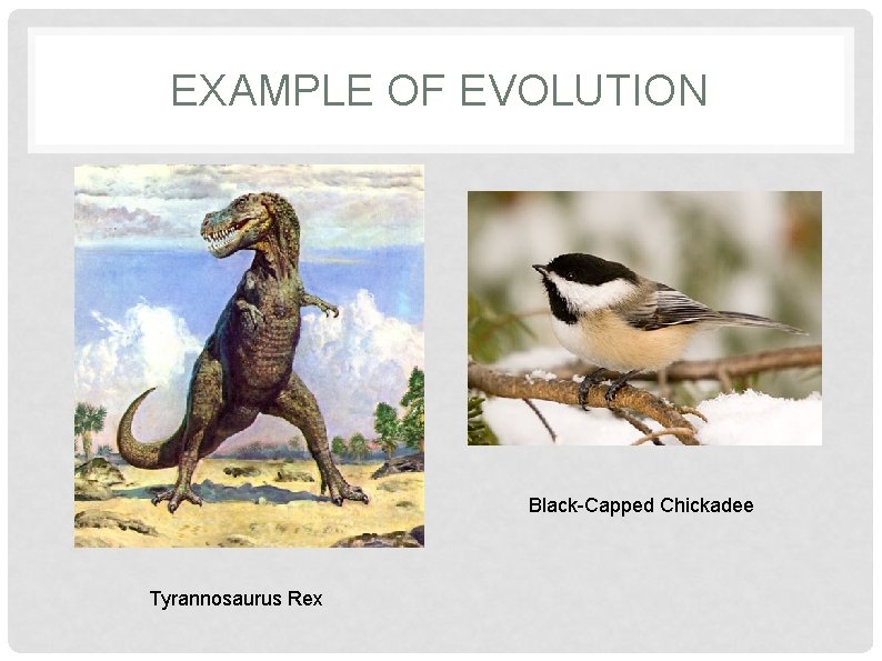 EXAMPLE OF EVOLUTION Black-Capped Chickadee Tyrannosaurus Rex 