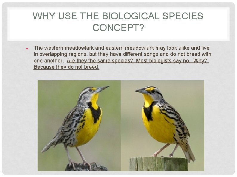 WHY USE THE BIOLOGICAL SPECIES CONCEPT? The western meadowlark and eastern meadowlark may look