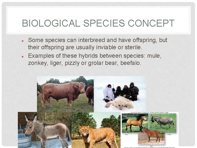 BIOLOGICAL SPECIES CONCEPT Some species can interbreed and have offspring, but their offspring are