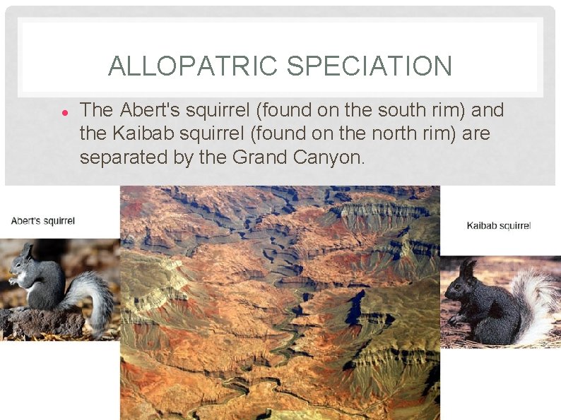 ALLOPATRIC SPECIATION The Abert's squirrel (found on the south rim) and the Kaibab squirrel