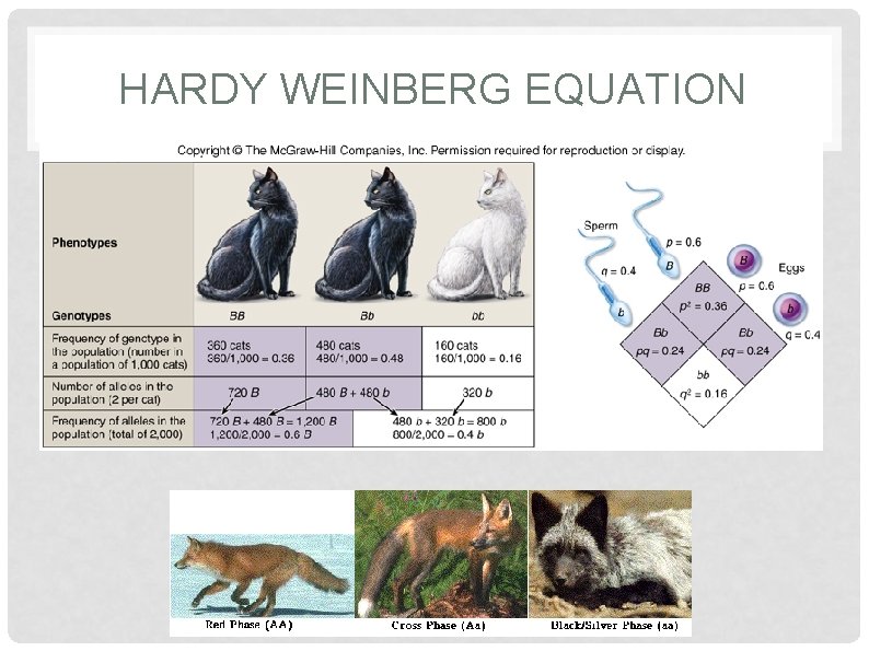 HARDY WEINBERG EQUATION 