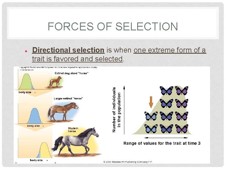 FORCES OF SELECTION Directional selection is when one extreme form of a trait is