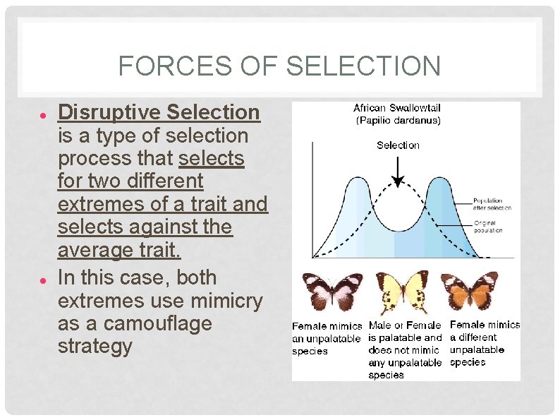 FORCES OF SELECTION Disruptive Selection is a type of selection process that selects for