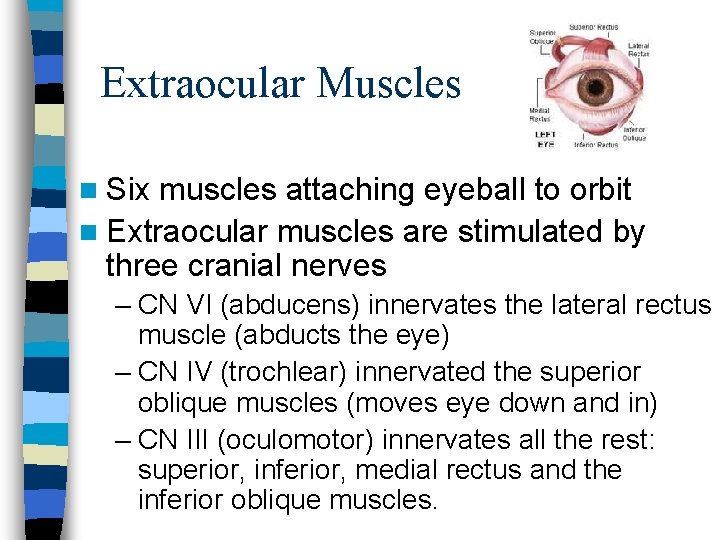 Extraocular Muscles n Six muscles attaching eyeball to orbit n Extraocular muscles are stimulated