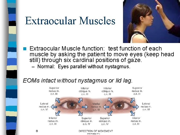 Extraocular Muscles n Extraocular Muscle function: test function of each muscle by asking the