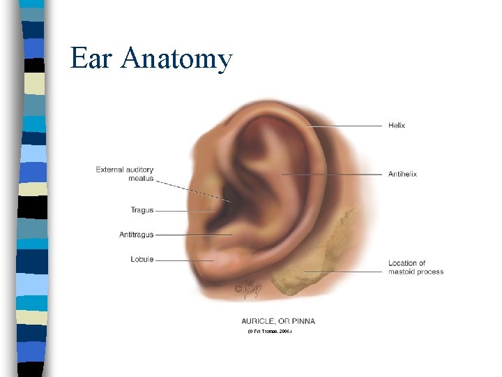 Ear Anatomy 