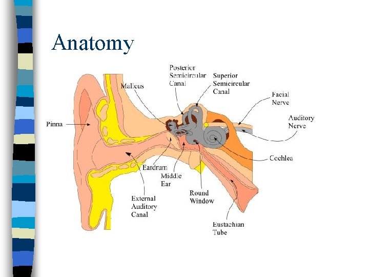 Anatomy 