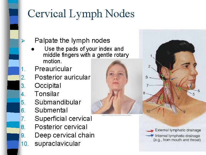 Cervical Lymph Nodes Ø Palpate the lymph nodes l 1. 2. 3. 4. 5.