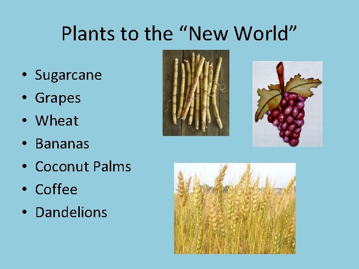 Plants to the “New World” • • Sugarcane Grapes Wheat Bananas Coconut Palms Coffee