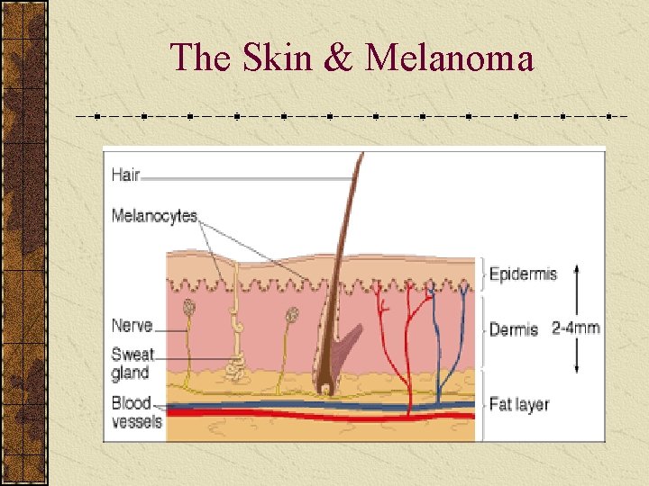 The Skin & Melanoma 