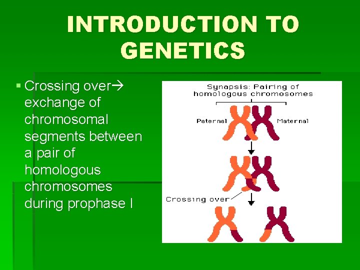 INTRODUCTION TO GENETICS § Crossing over exchange of chromosomal segments between a pair of