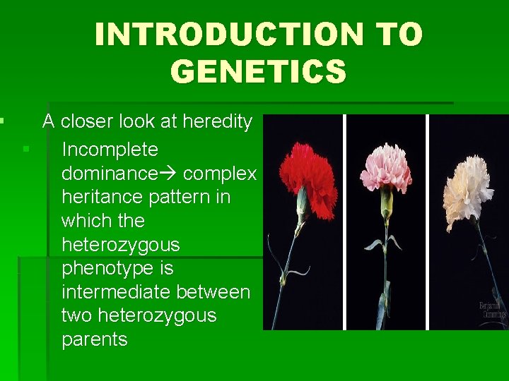 § INTRODUCTION TO GENETICS A closer look at heredity § Incomplete dominance complex heritance