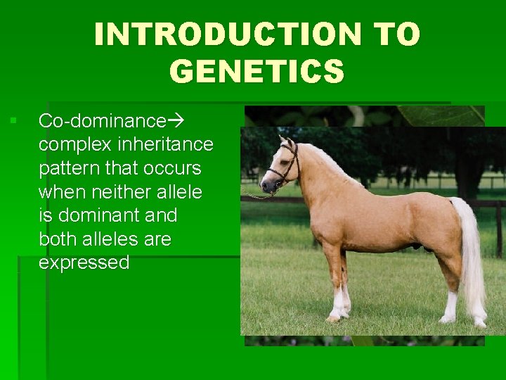 INTRODUCTION TO GENETICS § Co-dominance complex inheritance pattern that occurs when neither allele is