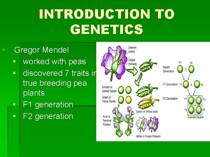 INTRODUCTION TO GENETICS § Gregor Mendel § worked with peas § discovered 7 traits