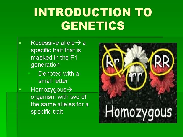 INTRODUCTION TO GENETICS § Recessive allele a specific trait that is masked in the