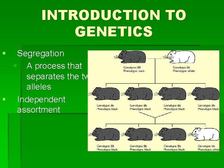INTRODUCTION TO GENETICS § Segregation § A process that separates the two alleles §