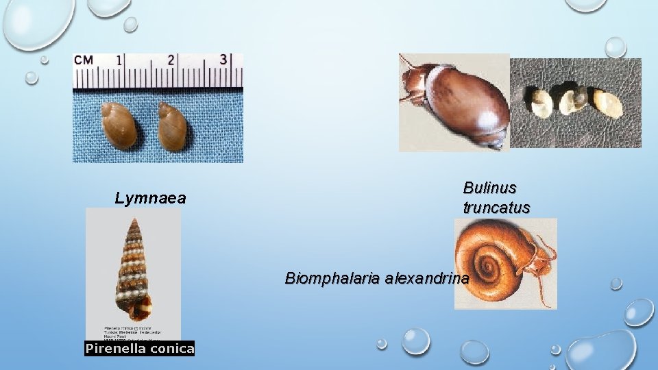 Lymnaea sp. Bulinus truncatus Biomphalaria alexandrina Pirenella conica 