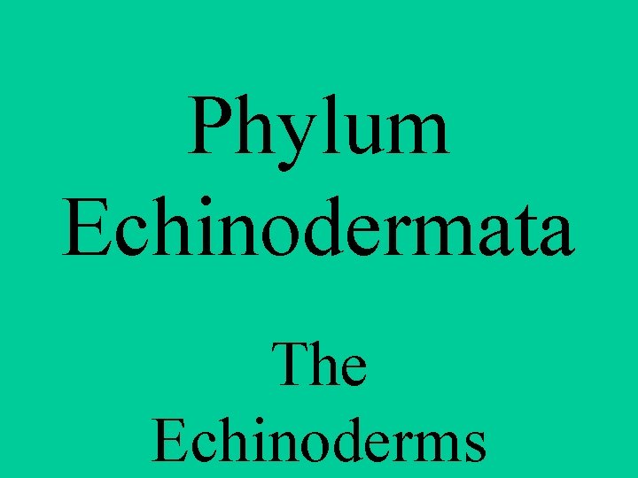 Phylum Echinodermata The Echinoderms 