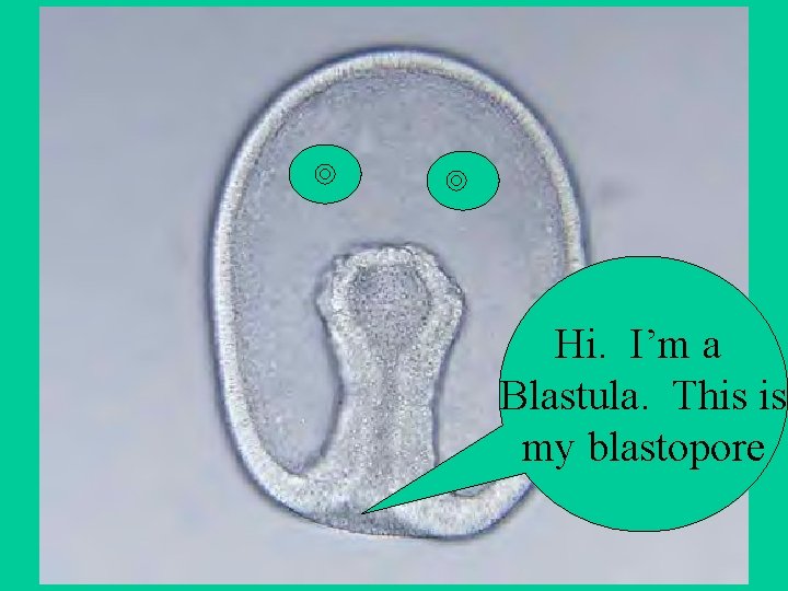 Hi. I’m a Blastula. This is my blastopore 
